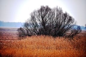 wetlands in the Kopacki Rit park, Croatia