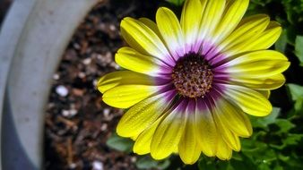 incomparable African Daisy Flower