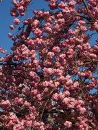 blooming of japanese cherry tree