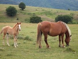 grazing Horse and red foal on meadow