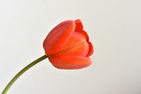 red tulip on a stalk in profile