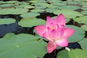 water lily as a bright water plant