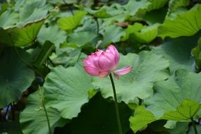 pink lily on a background of large green leaves