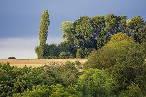 Poplars in the forest