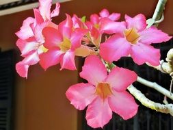 awesome Viet Nam Saigon Flowers