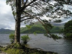 pine tree at Mysterious Lough Lake, Ireland