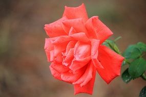amazing Red Rose Blossom