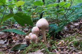 mushrooms on dry forest litter under a green bush on blurred background