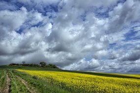 road along a rapeseed field in France