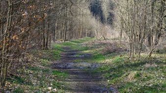 forest road to the village