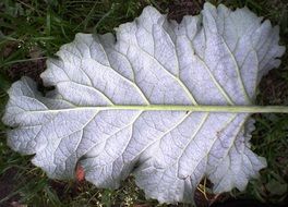 Beautiful gray side of the leaf