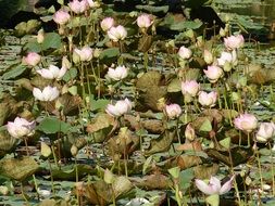 pink water lilies in the pond in vietnam