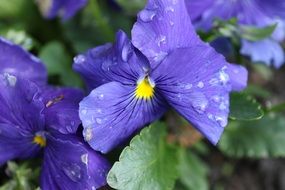 Pansy Blue Flower with rain drops