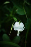 white Bleeding Heart bloom