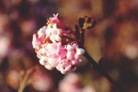 pink inflorescence on a branch close-up