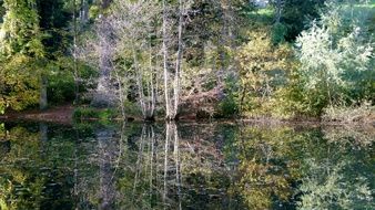 autumn trees on the banks of the pond in Bad Waldsee