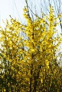 Forsythia is a type of shrub