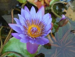 purple water lily flower on a pond