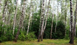 Landscape of birch forest