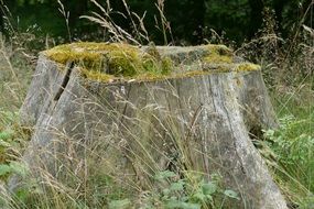 stump among tall dry grass