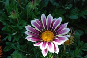 white purple Flowers Gazanie Ornamental Plant