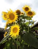 bunch of blooming Sunflowers at sky