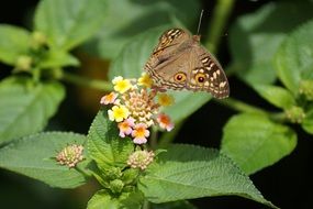 brown butterfly on a colorful inflorescence of a green plant