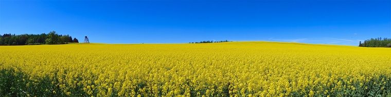 stunningly beautiful Oilseed Rape