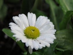 natural white daisy