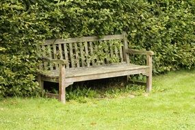 wooden bench near the fence with green plants