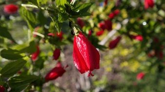 gorgeous red flowers on the bush