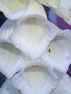 Closeup photo of Foxglove flowers