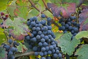 blue graona grapes on the vine