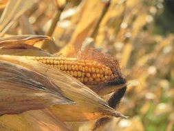 corn on the cob on the stalk