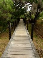 wooden walkway in the Park