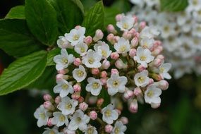 stunningly beautiful Bud Spring close-up on blurred background