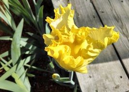 Yellow Iris in Garden macro