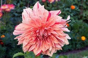 Beautiful pink and white gradient blooming dahlia flower and other flowers in the garden