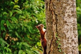 brown squirrel on a tree in the park