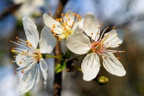 white bloom of a apple tree close-up