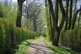 sunny alley in the park for walks