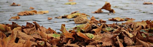 autumn leaves on the street