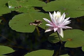 white water lily flower on pond