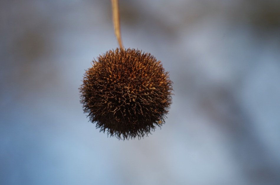 fluffy chestnut ball