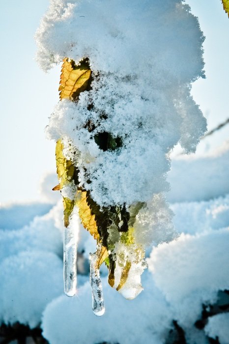 plant in snow and ice in the sunlight