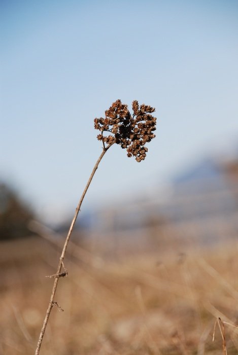 dry plant in the wild