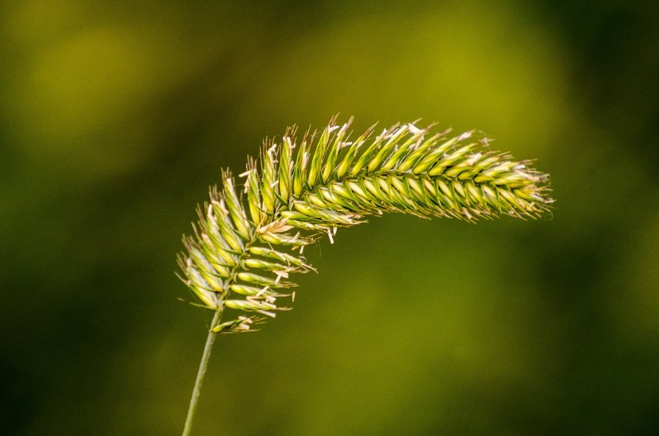 Macro photo of weeds