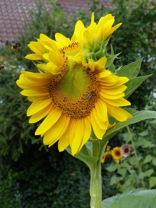 yellow sunflower among the grass