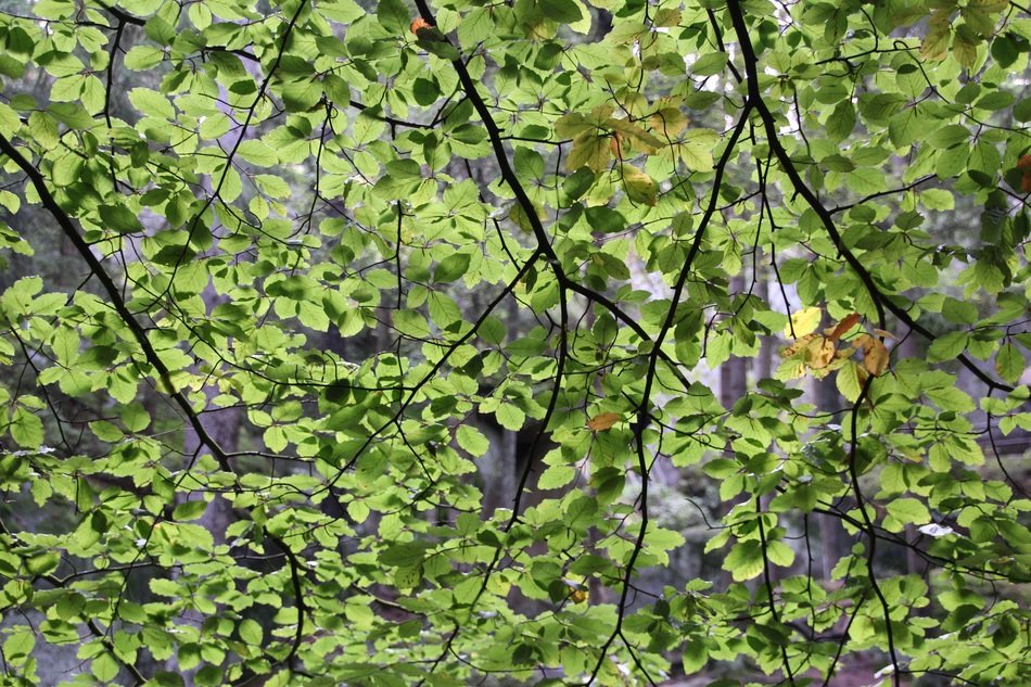 tree branches with small green leaves