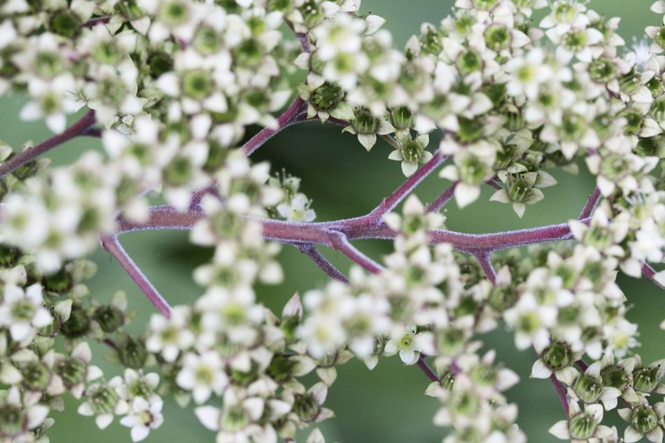 tiny White flowers on Purple stem